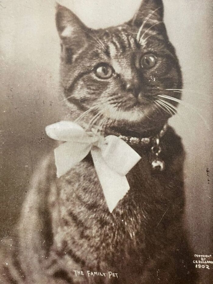 30 Vintage Photos Of Cats That Show Nothing Has Changed In Decades, Collected By This Journalist (New Pics) 30 Vintage Photos Of Cats That Show Nothing Has Changed In Decades, Collected By This Journalist (New Pics)
