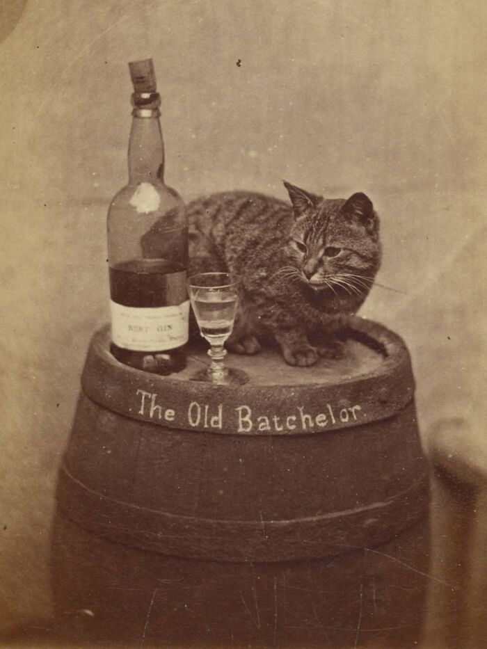 30 Vintage Photos Of Cats That Show Nothing Has Changed In Decades, Collected By This Journalist (New Pics) 30 Vintage Photos Of Cats That Show Nothing Has Changed In Decades, Collected By This Journalist (New Pics)