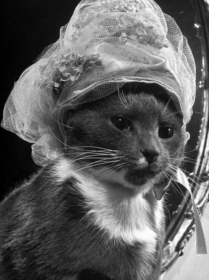 30 Vintage Photos Of Cats That Show Nothing Has Changed In Decades, Collected By This Journalist (New Pics) 30 Vintage Photos Of Cats That Show Nothing Has Changed In Decades, Collected By This Journalist (New Pics)