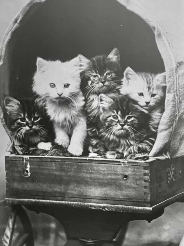 30 Vintage Photos Of Cats That Show Nothing Has Changed In Decades, Collected By This Journalist (New Pics) 30 Vintage Photos Of Cats That Show Nothing Has Changed In Decades, Collected By This Journalist (New Pics)