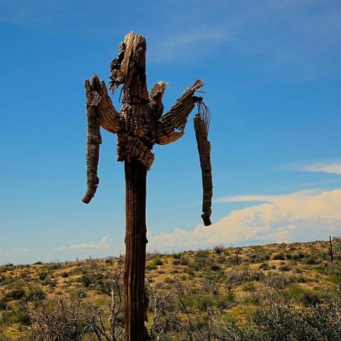 47 Pics Showing Summer Melting And Ruining Everything And Anything