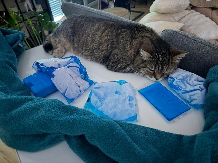 47 Pics Showing Summer Melting And Ruining Everything And Anything