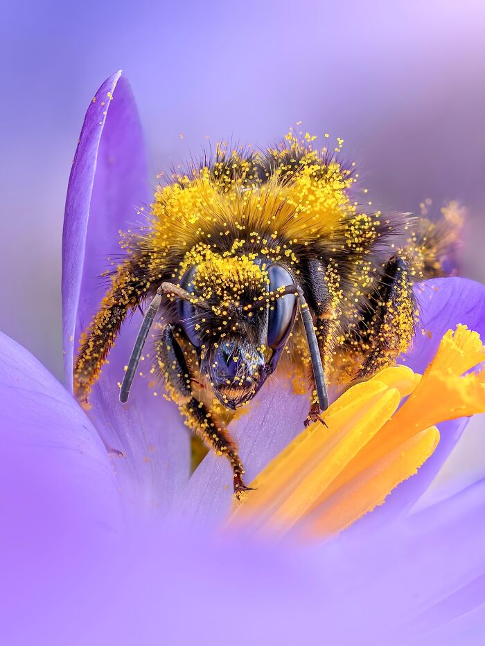 Photographer Captured 37 Close-Up Nature Shots That Reveal A World We Usually Never Get To See Photographer Captured 37 Close-Up Nature Shots That Reveal A World We Usually Never Get To See