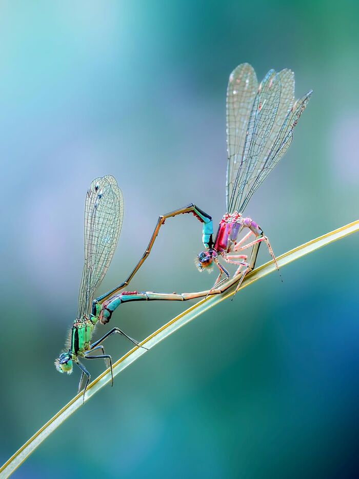 Photographer Captured 37 Close-Up Nature Shots That Reveal A World We Usually Never Get To See Photographer Captured 37 Close-Up Nature Shots That Reveal A World We Usually Never Get To See