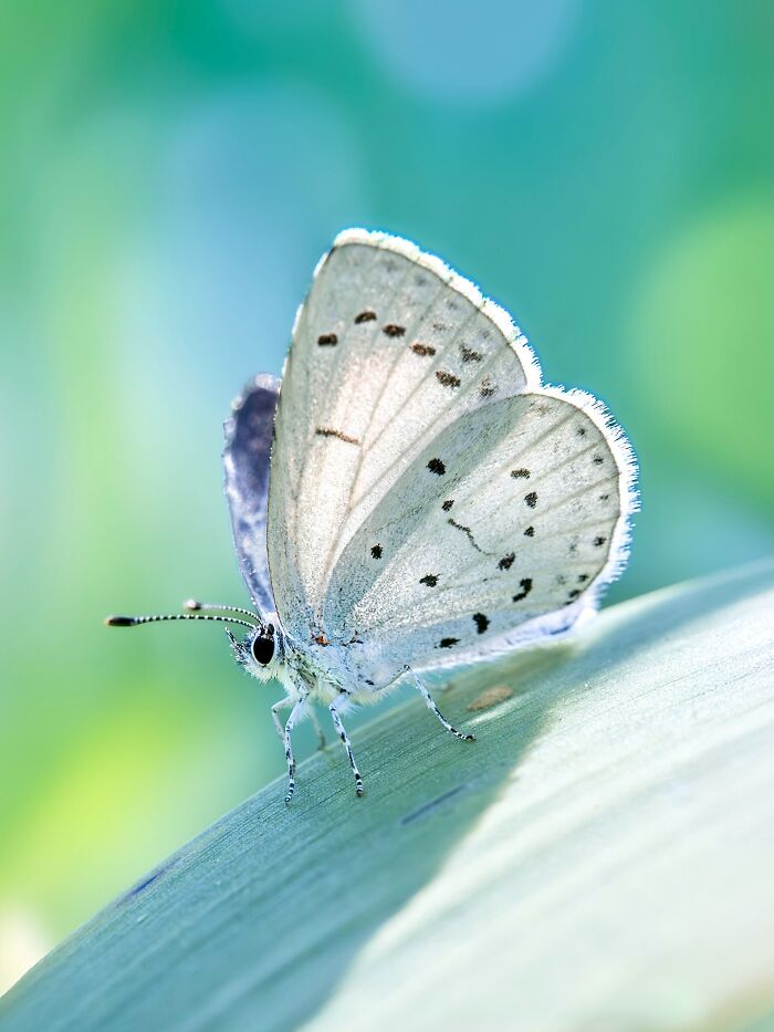 Photographer Captured 37 Close-Up Nature Shots That Reveal A World We Usually Never Get To See Photographer Captured 37 Close-Up Nature Shots That Reveal A World We Usually Never Get To See