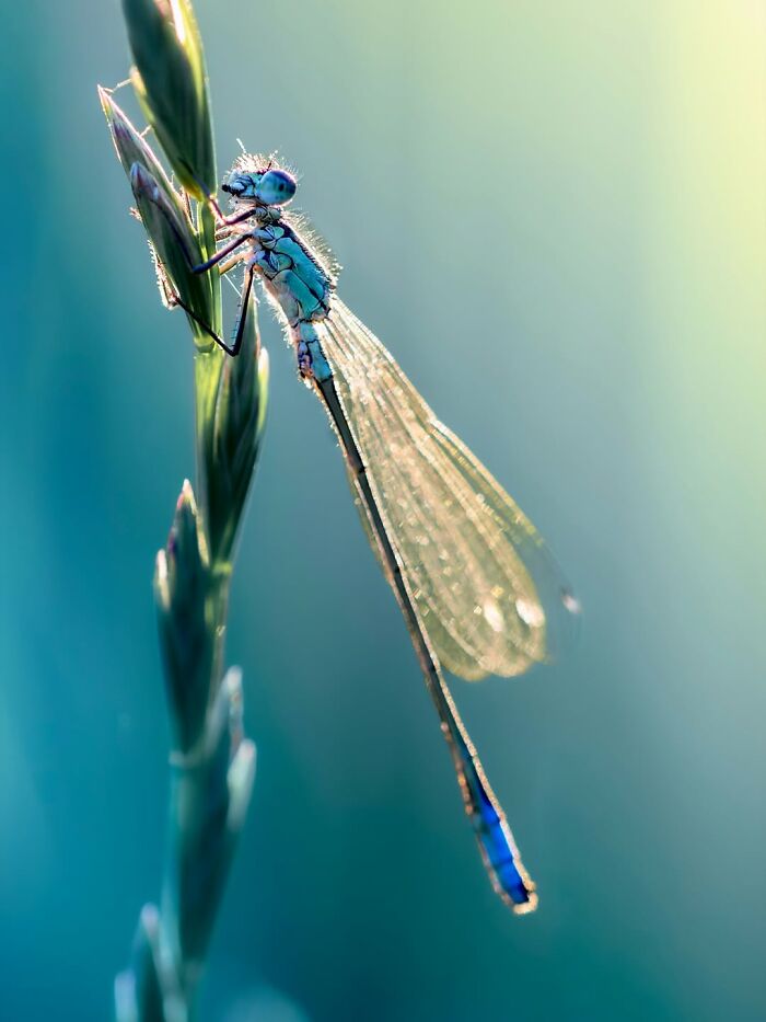 Photographer Captured 37 Close-Up Nature Shots That Reveal A World We Usually Never Get To See Photographer Captured 37 Close-Up Nature Shots That Reveal A World We Usually Never Get To See