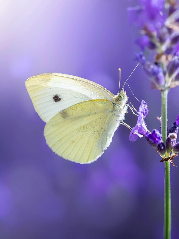 Photographer Captured 37 Close-Up Nature Shots That Reveal A World We Usually Never Get To See Photographer Captured 37 Close-Up Nature Shots That Reveal A World We Usually Never Get To See