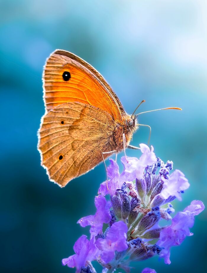 Photographer Captured 37 Close-Up Nature Shots That Reveal A World We Usually Never Get To See Photographer Captured 37 Close-Up Nature Shots That Reveal A World We Usually Never Get To See