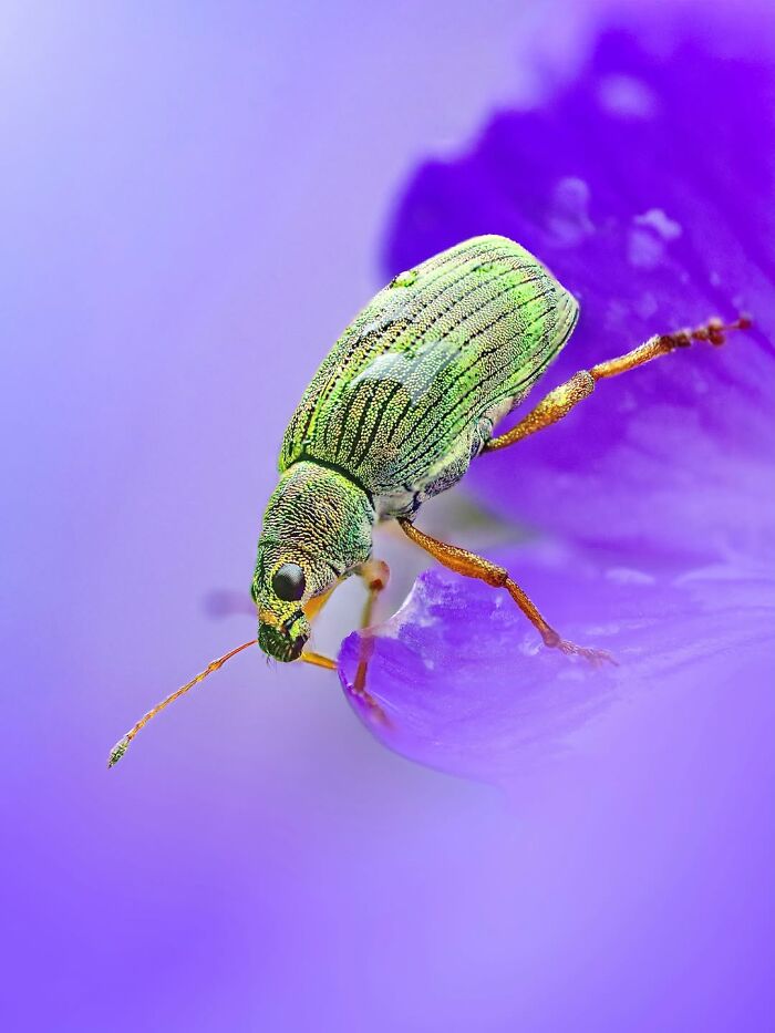 Photographer Captured 37 Close-Up Nature Shots That Reveal A World We Usually Never Get To See Photographer Captured 37 Close-Up Nature Shots That Reveal A World We Usually Never Get To See