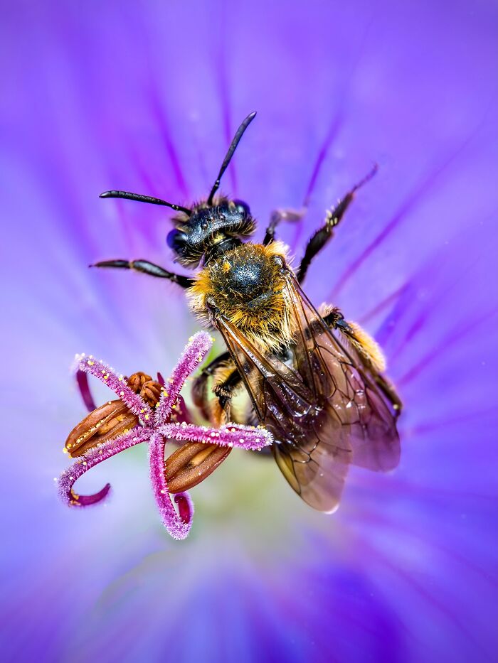 Photographer Captured 37 Close-Up Nature Shots That Reveal A World We Usually Never Get To See Photographer Captured 37 Close-Up Nature Shots That Reveal A World We Usually Never Get To See