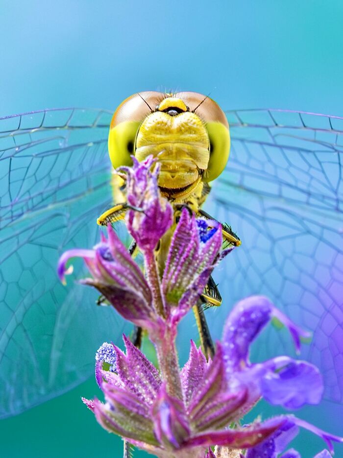 Photographer Captured 37 Close-Up Nature Shots That Reveal A World We Usually Never Get To See Photographer Captured 37 Close-Up Nature Shots That Reveal A World We Usually Never Get To See