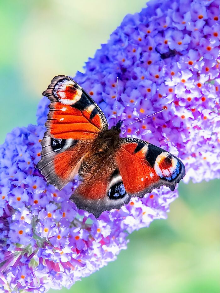 Photographer Captured 37 Close-Up Nature Shots That Reveal A World We Usually Never Get To See Photographer Captured 37 Close-Up Nature Shots That Reveal A World We Usually Never Get To See