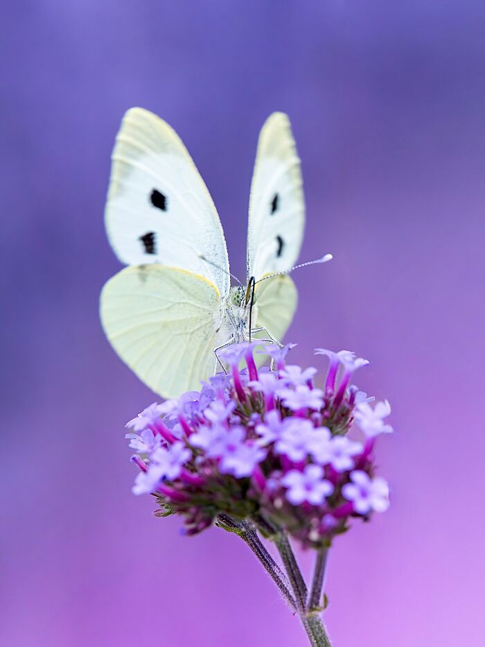 Photographer Captured 37 Close-Up Nature Shots That Reveal A World We Usually Never Get To See Photographer Captured 37 Close-Up Nature Shots That Reveal A World We Usually Never Get To See