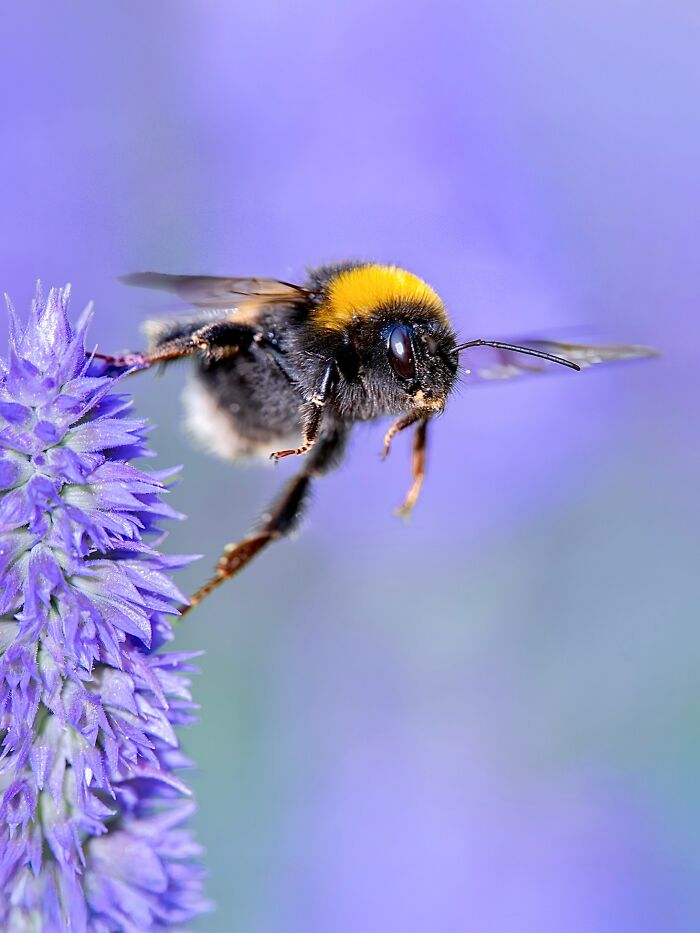 Photographer Captured 37 Close-Up Nature Shots That Reveal A World We Usually Never Get To See Photographer Captured 37 Close-Up Nature Shots That Reveal A World We Usually Never Get To See