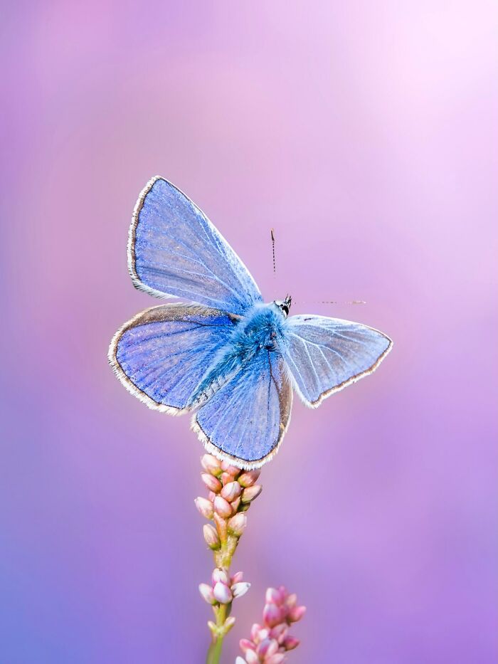Photographer Captured 37 Close-Up Nature Shots That Reveal A World We Usually Never Get To See Photographer Captured 37 Close-Up Nature Shots That Reveal A World We Usually Never Get To See