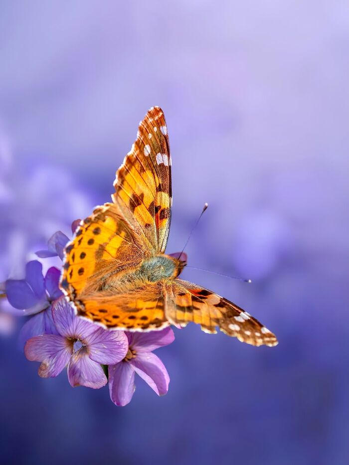 Photographer Captured 37 Close-Up Nature Shots That Reveal A World We Usually Never Get To See Photographer Captured 37 Close-Up Nature Shots That Reveal A World We Usually Never Get To See