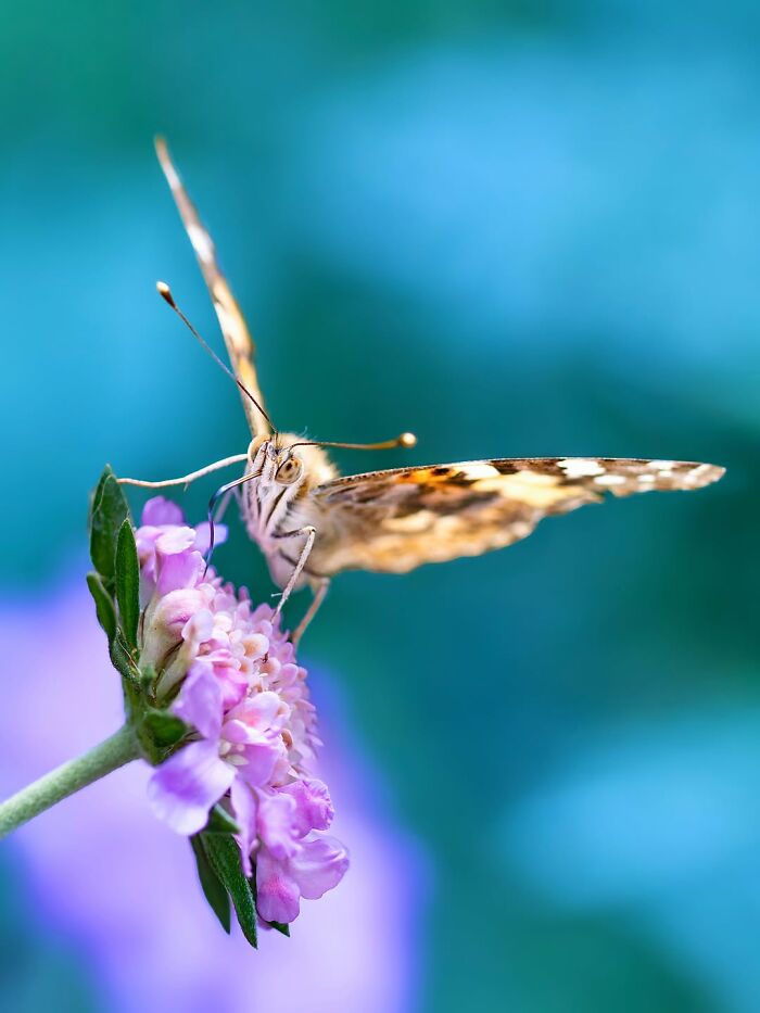 Photographer Captured 37 Close-Up Nature Shots That Reveal A World We Usually Never Get To See Photographer Captured 37 Close-Up Nature Shots That Reveal A World We Usually Never Get To See