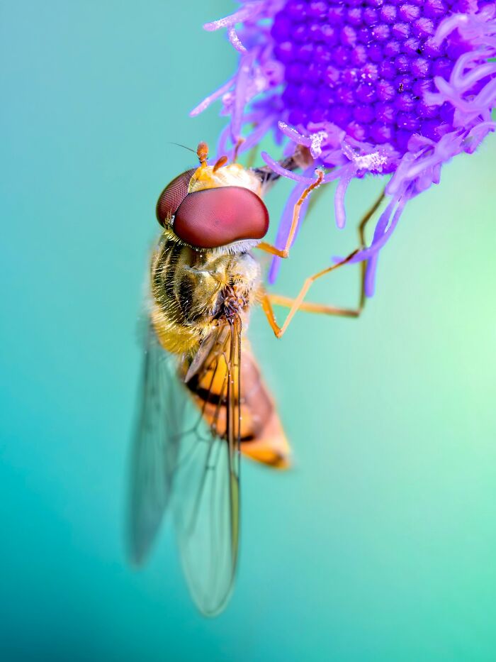 Photographer Captured 37 Close-Up Nature Shots That Reveal A World We Usually Never Get To See Photographer Captured 37 Close-Up Nature Shots That Reveal A World We Usually Never Get To See