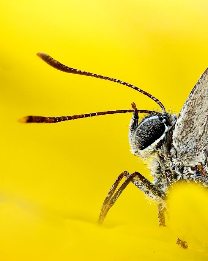 Photographer Captured 37 Close-Up Nature Shots That Reveal A World We Usually Never Get To See Photographer Captured 37 Close-Up Nature Shots That Reveal A World We Usually Never Get To See