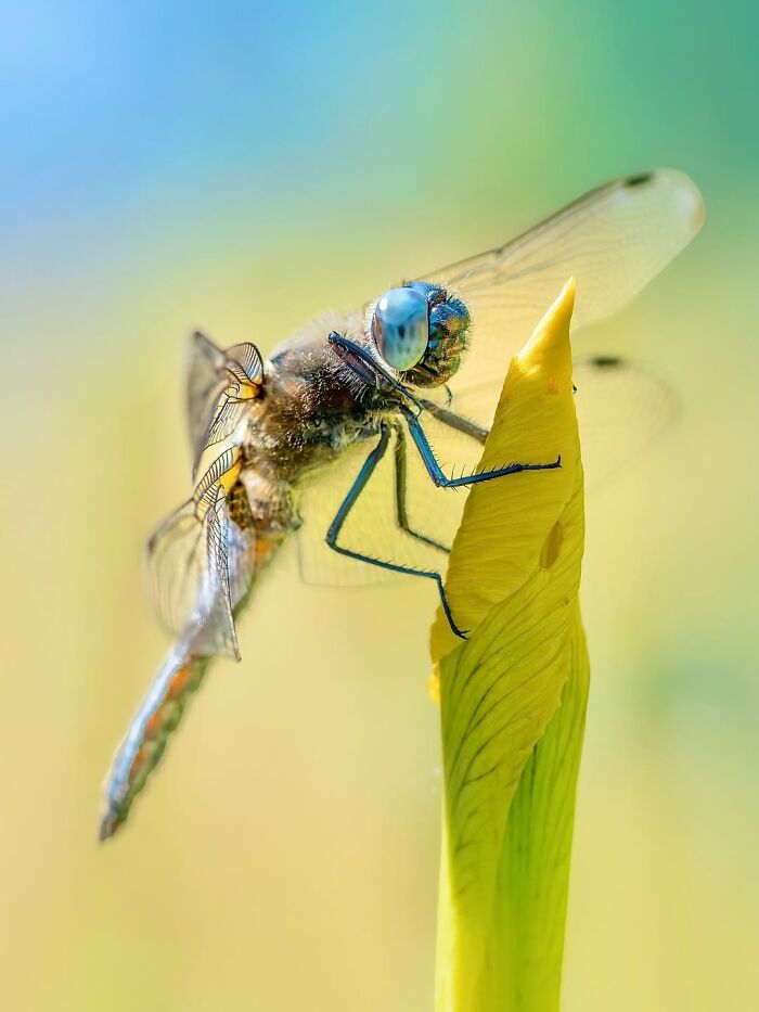 Photographer Captured 37 Close-Up Nature Shots That Reveal A World We Usually Never Get To See Photographer Captured 37 Close-Up Nature Shots That Reveal A World We Usually Never Get To See