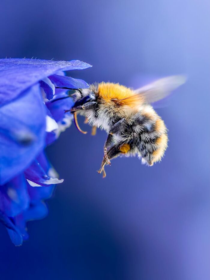 Photographer Captured 37 Close-Up Nature Shots That Reveal A World We Usually Never Get To See Photographer Captured 37 Close-Up Nature Shots That Reveal A World We Usually Never Get To See