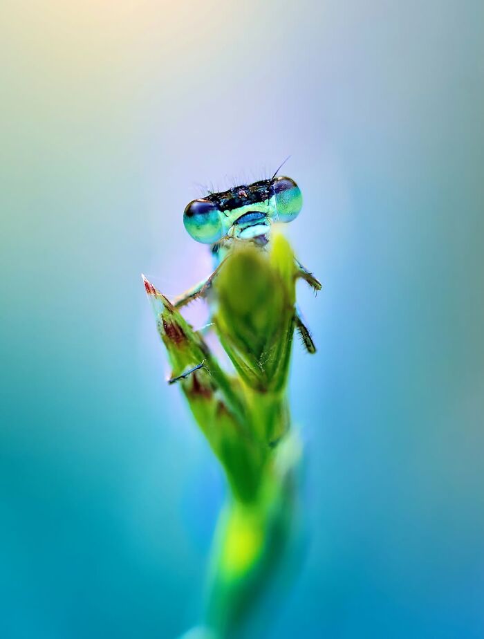 Photographer Captured 37 Close-Up Nature Shots That Reveal A World We Usually Never Get To See Photographer Captured 37 Close-Up Nature Shots That Reveal A World We Usually Never Get To See