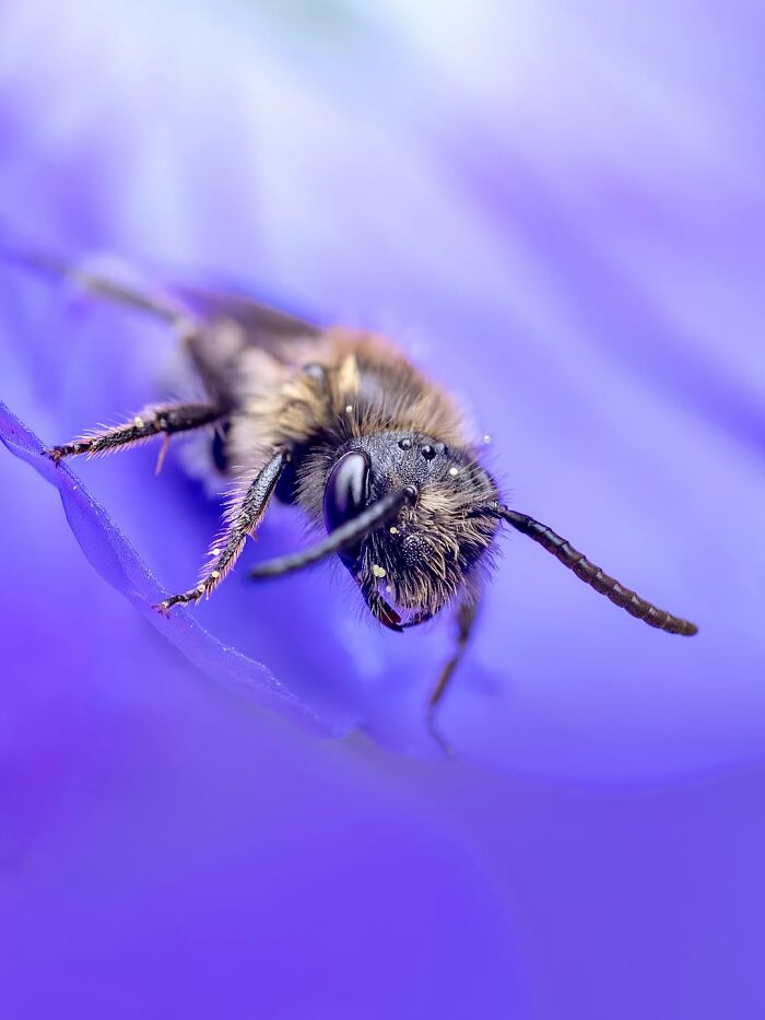 Photographer Captured 37 Close-Up Nature Shots That Reveal A World We Usually Never Get To See Photographer Captured 37 Close-Up Nature Shots That Reveal A World We Usually Never Get To See