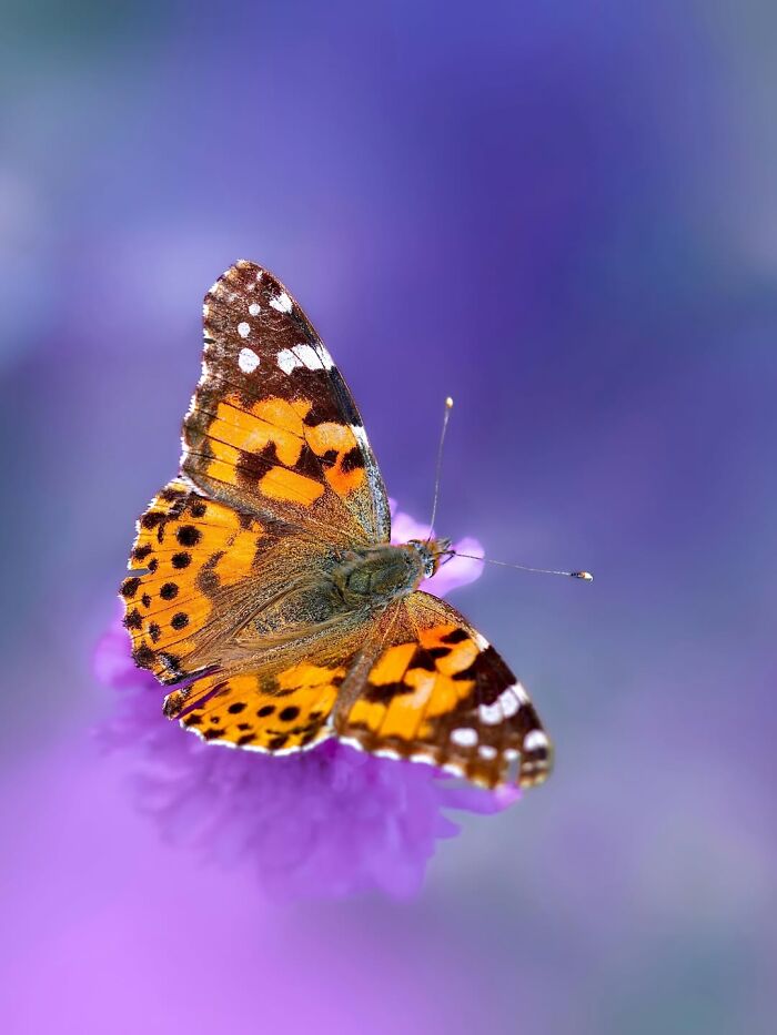 Photographer Captured 37 Close-Up Nature Shots That Reveal A World We Usually Never Get To See Photographer Captured 37 Close-Up Nature Shots That Reveal A World We Usually Never Get To See