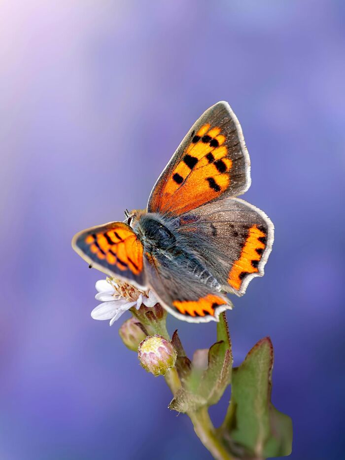 Photographer Captured 37 Close-Up Nature Shots That Reveal A World We Usually Never Get To See Photographer Captured 37 Close-Up Nature Shots That Reveal A World We Usually Never Get To See