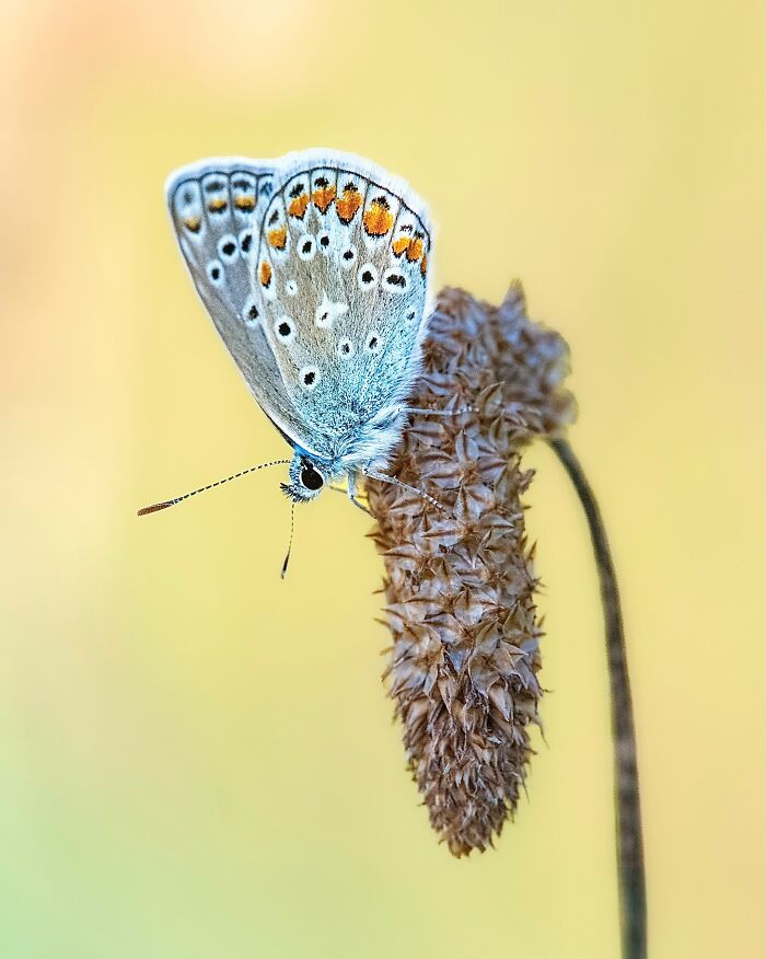 Photographer Captured 37 Close-Up Nature Shots That Reveal A World We Usually Never Get To See Photographer Captured 37 Close-Up Nature Shots That Reveal A World We Usually Never Get To See