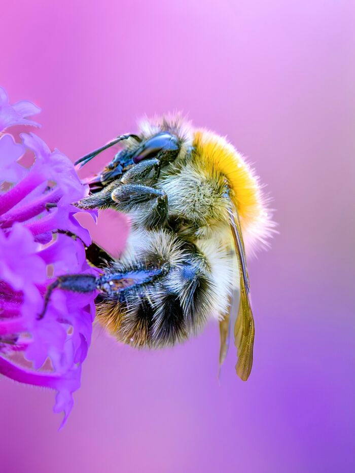 Photographer Captured 37 Close-Up Nature Shots That Reveal A World We Usually Never Get To See Photographer Captured 37 Close-Up Nature Shots That Reveal A World We Usually Never Get To See