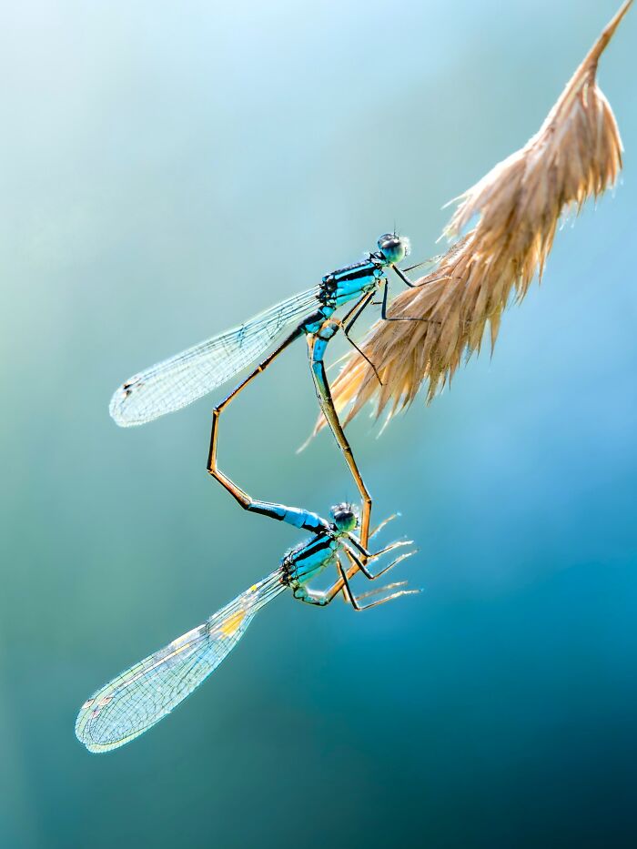 Photographer Captured 37 Close-Up Nature Shots That Reveal A World We Usually Never Get To See Photographer Captured 37 Close-Up Nature Shots That Reveal A World We Usually Never Get To See