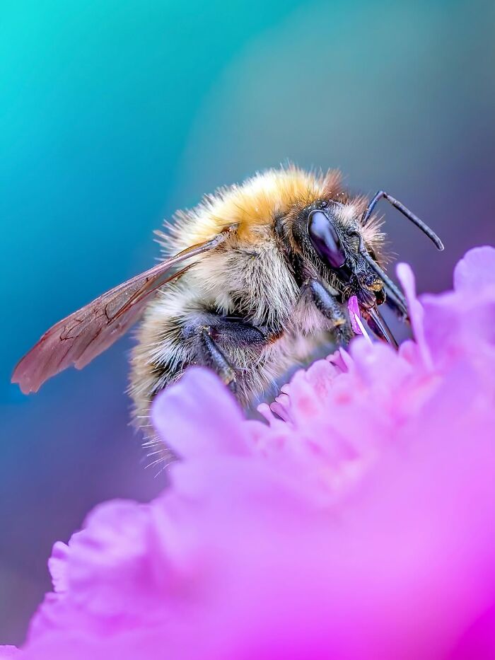 Photographer Captured 37 Close-Up Nature Shots That Reveal A World We Usually Never Get To See Photographer Captured 37 Close-Up Nature Shots That Reveal A World We Usually Never Get To See