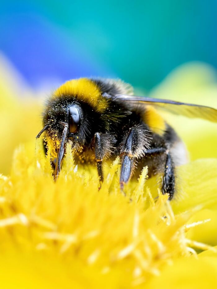 Photographer Captured 37 Close-Up Nature Shots That Reveal A World We Usually Never Get To See Photographer Captured 37 Close-Up Nature Shots That Reveal A World We Usually Never Get To See