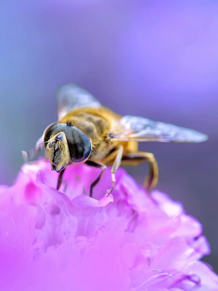 Photographer Captured 37 Close-Up Nature Shots That Reveal A World We Usually Never Get To See Photographer Captured 37 Close-Up Nature Shots That Reveal A World We Usually Never Get To See
