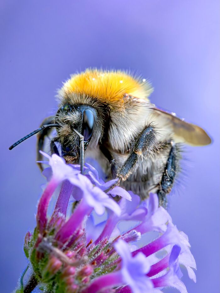Photographer Captured 37 Close-Up Nature Shots That Reveal A World We Usually Never Get To See Photographer Captured 37 Close-Up Nature Shots That Reveal A World We Usually Never Get To See