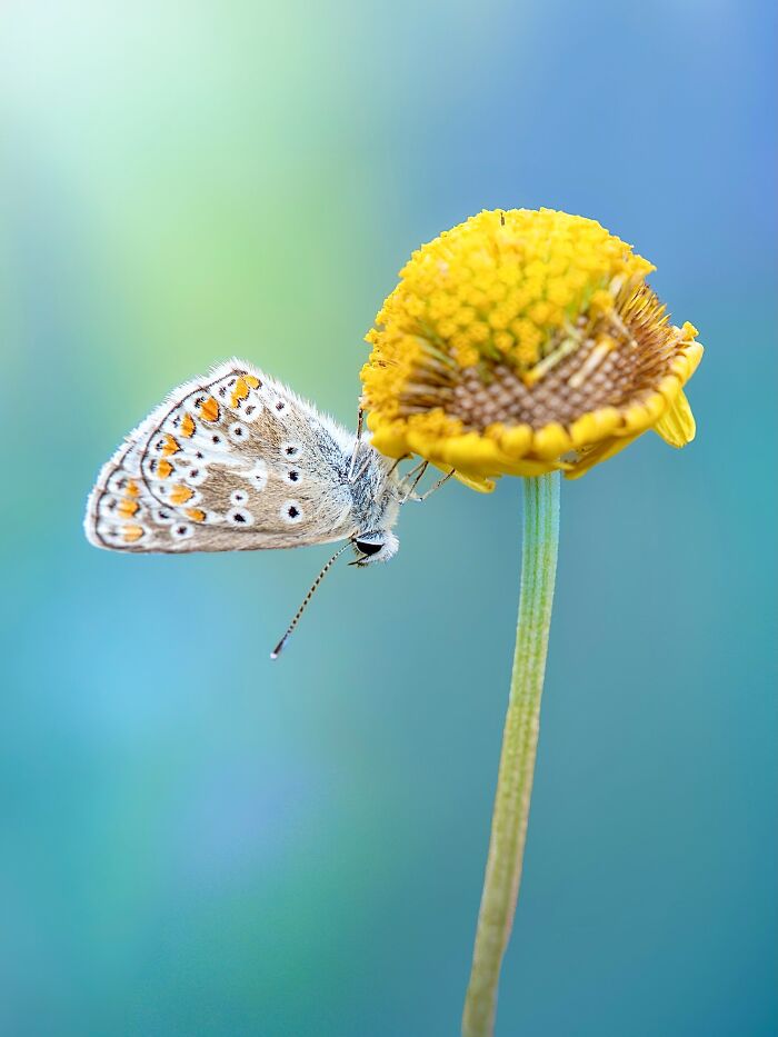 Photographer Captured 37 Close-Up Nature Shots That Reveal A World We Usually Never Get To See Photographer Captured 37 Close-Up Nature Shots That Reveal A World We Usually Never Get To See