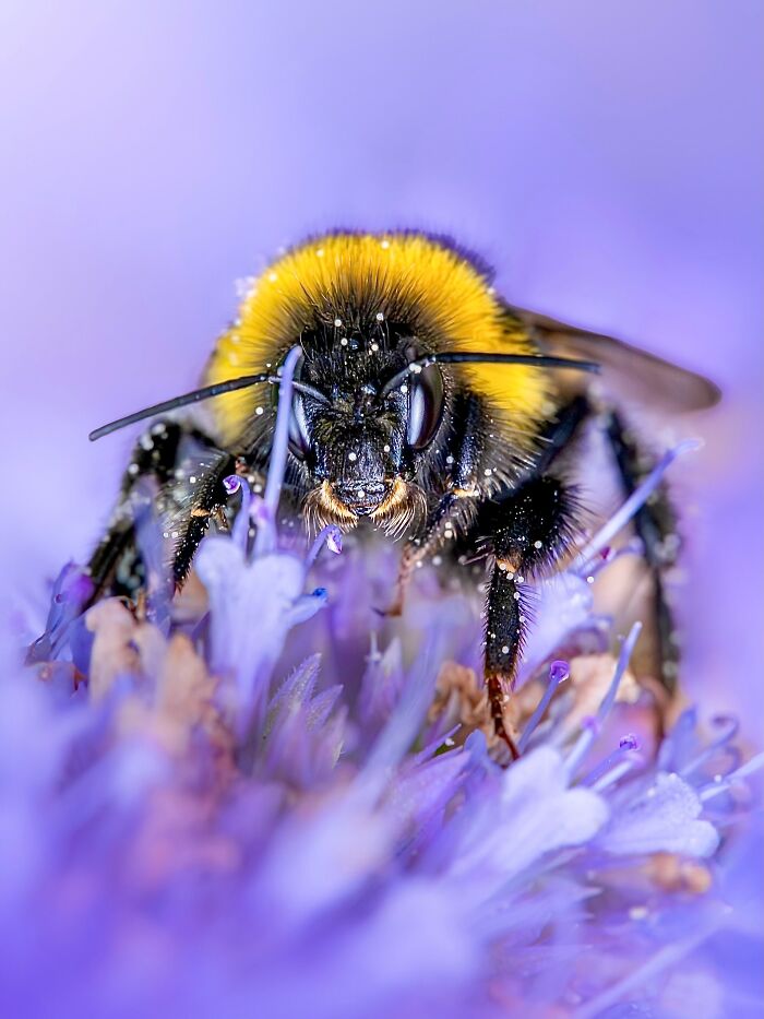 Photographer Captured 37 Close-Up Nature Shots That Reveal A World We Usually Never Get To See Photographer Captured 37 Close-Up Nature Shots That Reveal A World We Usually Never Get To See