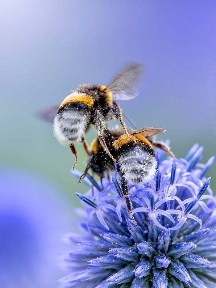 Photographer Captured 37 Close-Up Nature Shots That Reveal A World We Usually Never Get To See Photographer Captured 37 Close-Up Nature Shots That Reveal A World We Usually Never Get To See