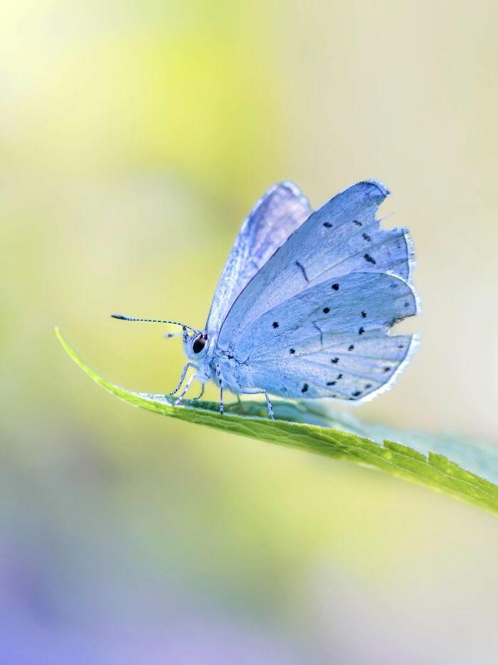Photographer Captured 37 Close-Up Nature Shots That Reveal A World We Usually Never Get To See Photographer Captured 37 Close-Up Nature Shots That Reveal A World We Usually Never Get To See