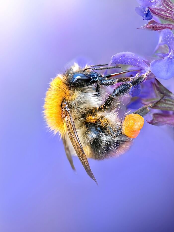 Photographer Captured 37 Close-Up Nature Shots That Reveal A World We Usually Never Get To See Photographer Captured 37 Close-Up Nature Shots That Reveal A World We Usually Never Get To See