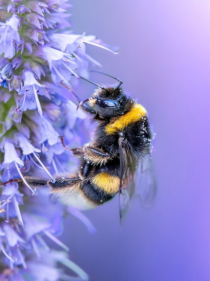 Photographer Captured 37 Close-Up Nature Shots That Reveal A World We Usually Never Get To See Photographer Captured 37 Close-Up Nature Shots That Reveal A World We Usually Never Get To See