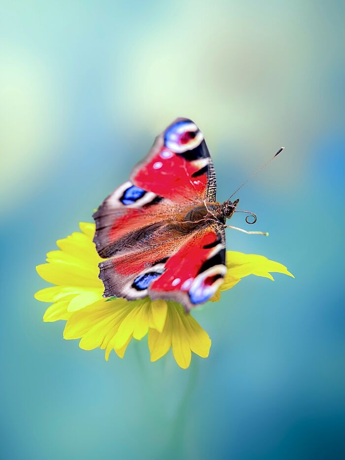 Photographer Captured 37 Close-Up Nature Shots That Reveal A World We Usually Never Get To See Photographer Captured 37 Close-Up Nature Shots That Reveal A World We Usually Never Get To See