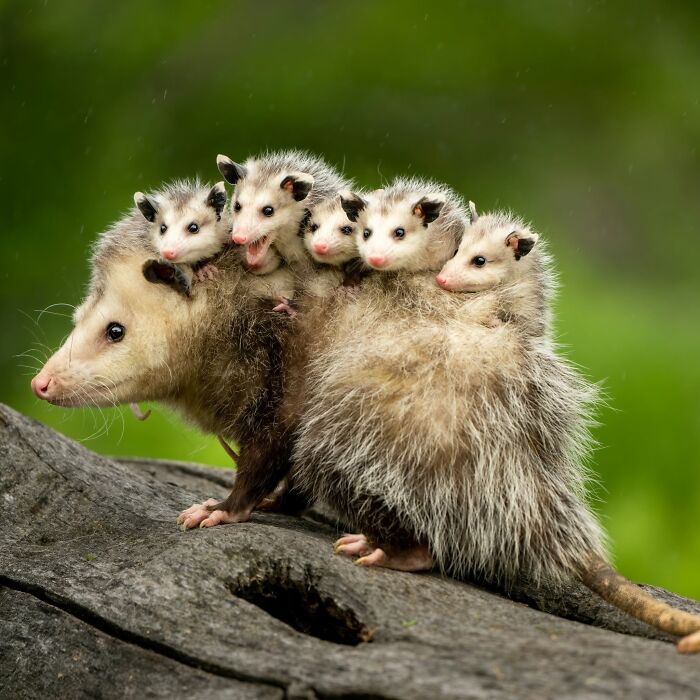 This Page Shared 40 Animal Photos Capturing Funny And Heartwarming Moments In The Wild This Page Shared 40 Animal Photos Capturing Funny And Heartwarming Moments In The Wild