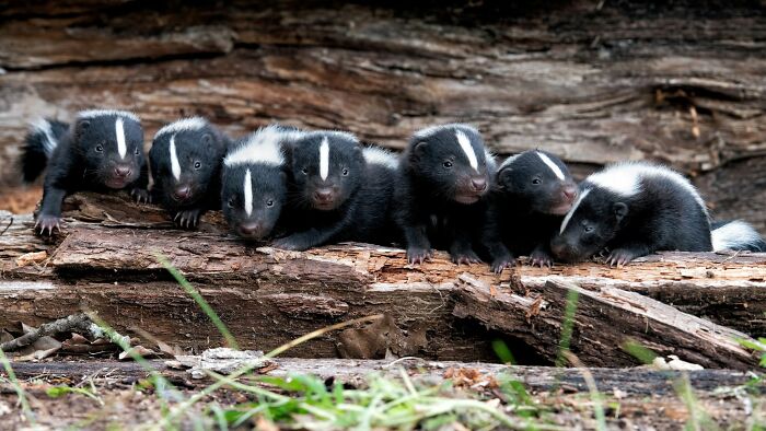 This Page Shared 40 Animal Photos Capturing Funny And Heartwarming Moments In The Wild This Page Shared 40 Animal Photos Capturing Funny And Heartwarming Moments In The Wild