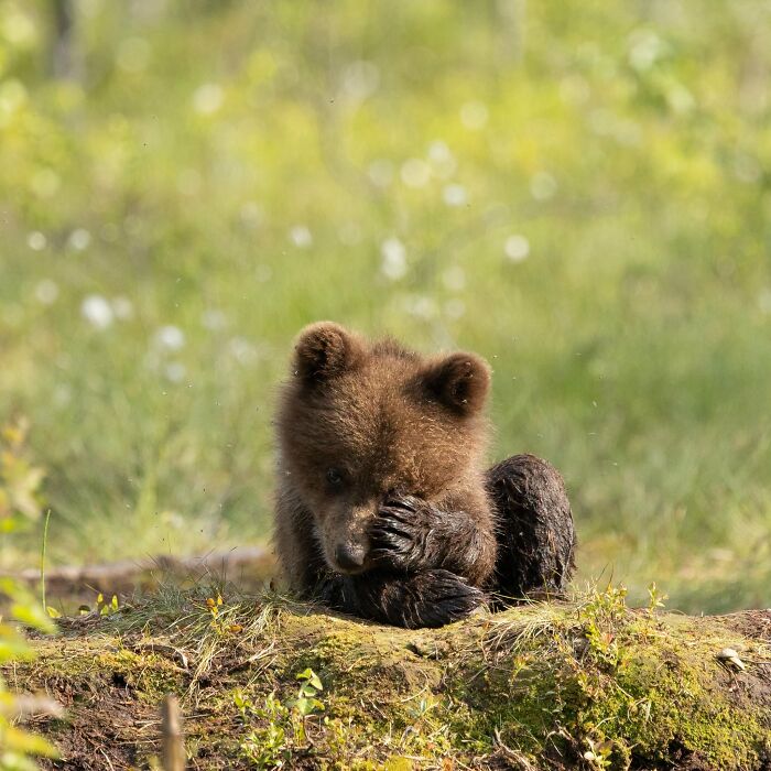 This Page Shared 40 Animal Photos Capturing Funny And Heartwarming Moments In The Wild This Page Shared 40 Animal Photos Capturing Funny And Heartwarming Moments In The Wild