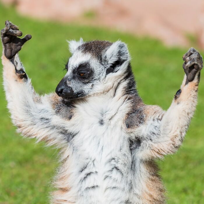 This Page Shared 40 Animal Photos Capturing Funny And Heartwarming Moments In The Wild This Page Shared 40 Animal Photos Capturing Funny And Heartwarming Moments In The Wild
