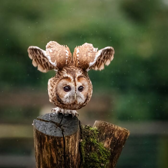 This Page Shared 40 Animal Photos Capturing Funny And Heartwarming Moments In The Wild This Page Shared 40 Animal Photos Capturing Funny And Heartwarming Moments In The Wild