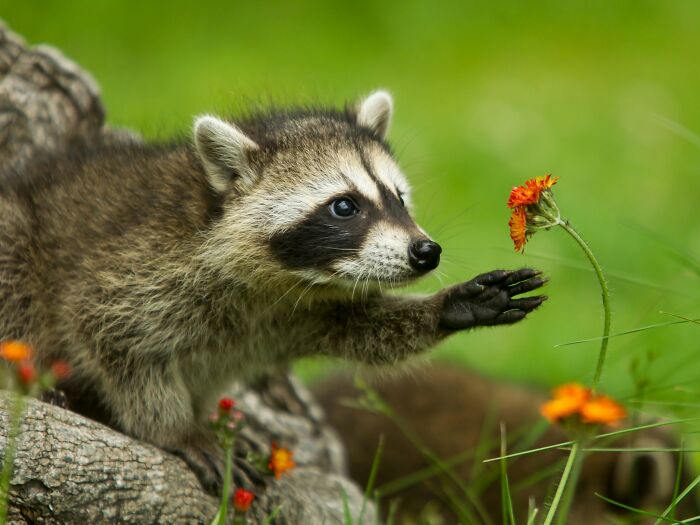 This Page Shared 40 Animal Photos Capturing Funny And Heartwarming Moments In The Wild This Page Shared 40 Animal Photos Capturing Funny And Heartwarming Moments In The Wild
