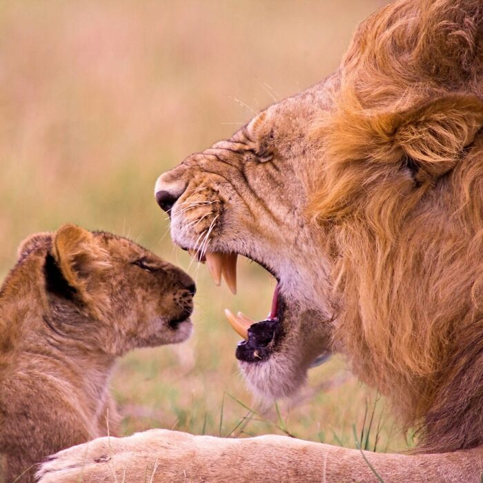 This Page Shared 40 Animal Photos Capturing Funny And Heartwarming Moments In The Wild This Page Shared 40 Animal Photos Capturing Funny And Heartwarming Moments In The Wild
